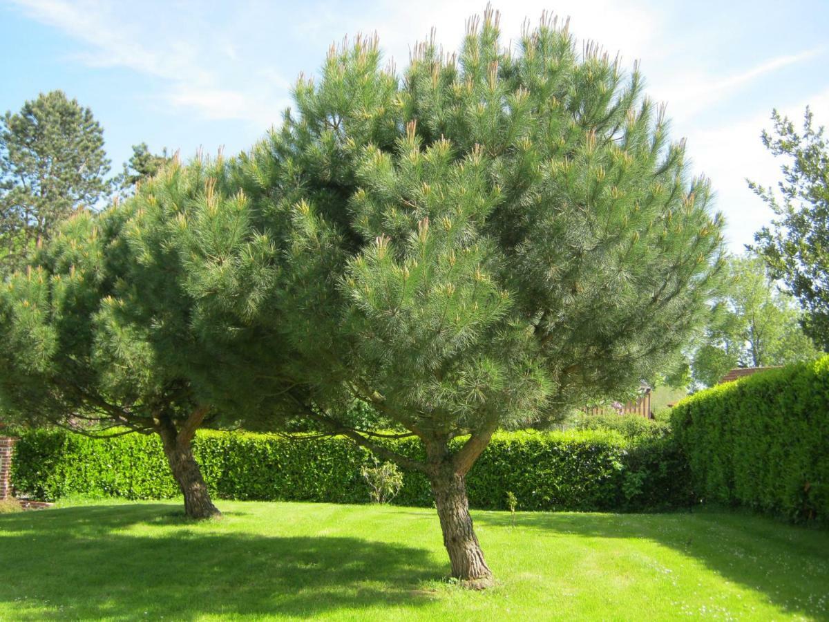 Gite Des Pins Penches Brunville Buitenkant foto